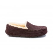 Ascot Chocolate R (41)