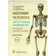 Гайворонский, Гайворонский, Ничипорук: Анатомия человека. Кости туловища и конечностей. Карточки
