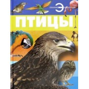 Анна Спектор: Птицы
