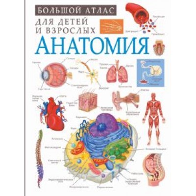 Анна Спектор: Анатомия Анна Спектор: Анатомия